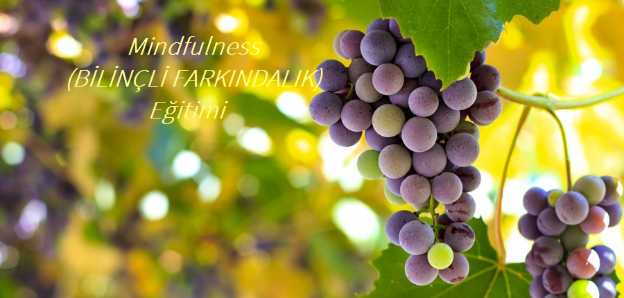 996242mindfulness_(bilincli_farkindalik_)egitimi.jpg